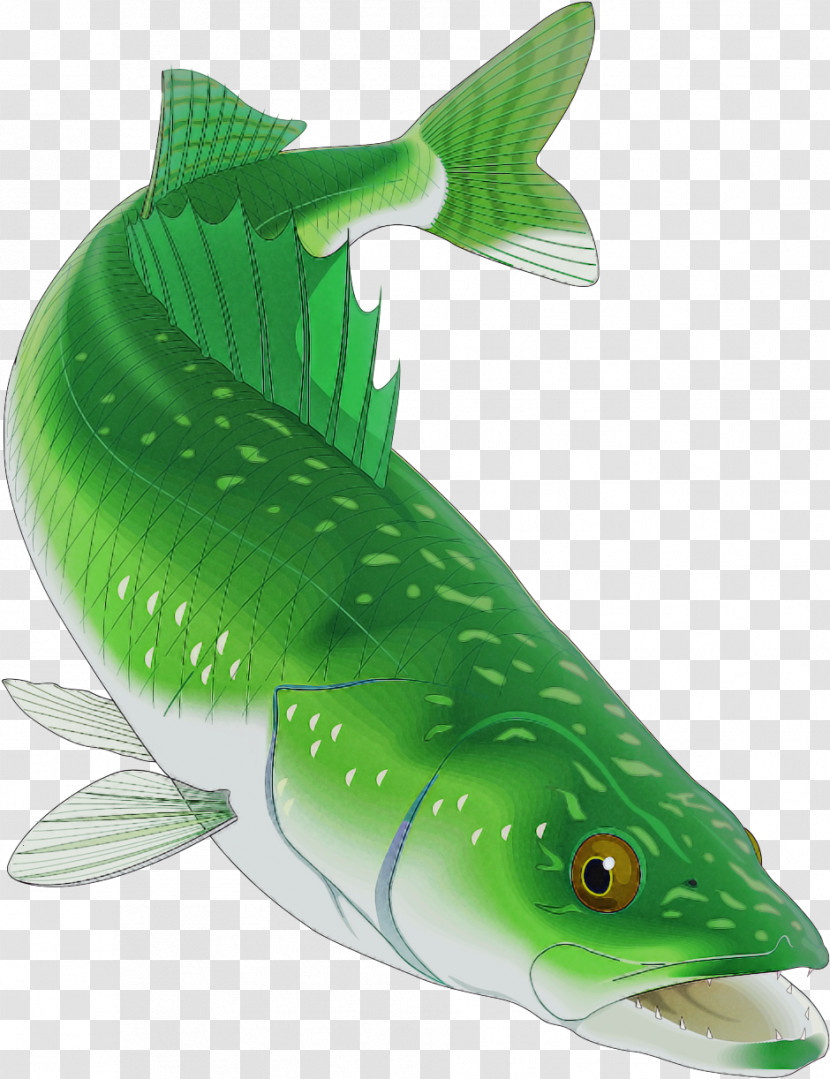 Fish Fish Green Fin Bass Transparent PNG