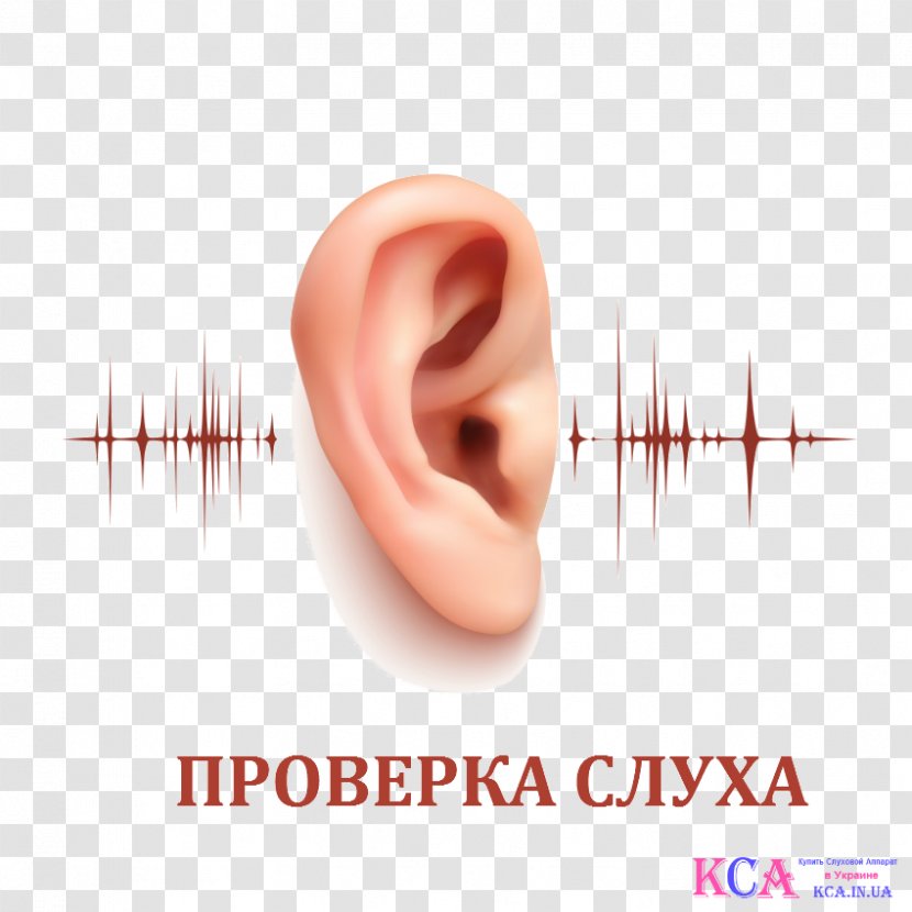 Hearing Chin Jaw Nose - Frame - Ear Transparent PNG