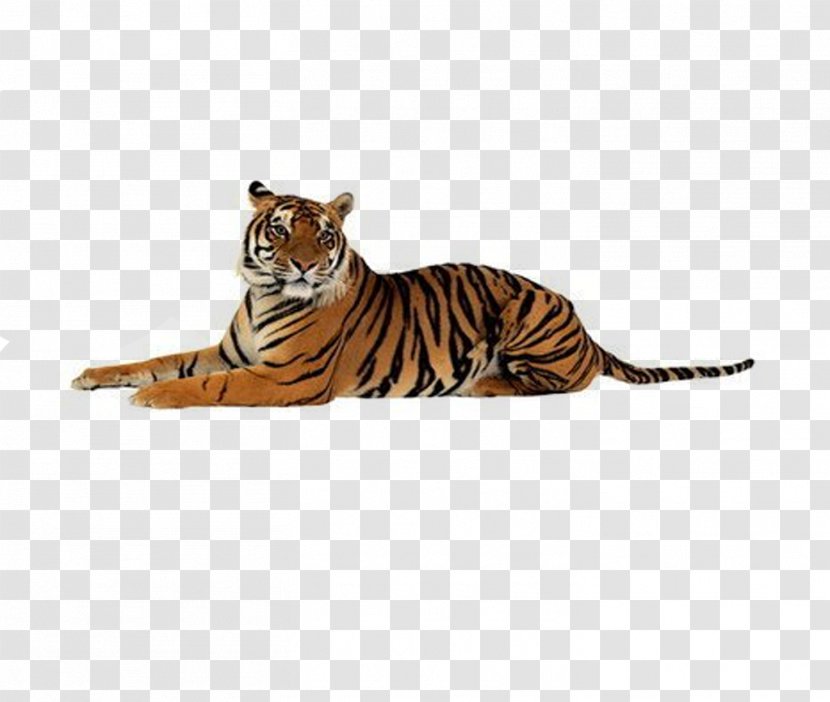 Tigers - Wildlife - Presentation Transparent PNG