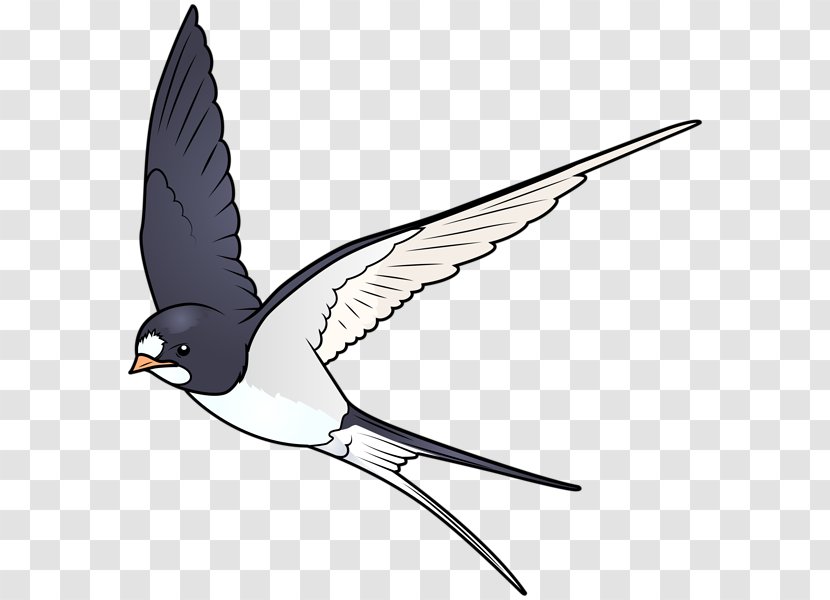 Bird Swallow Cartoon Clip Art Transparent PNG