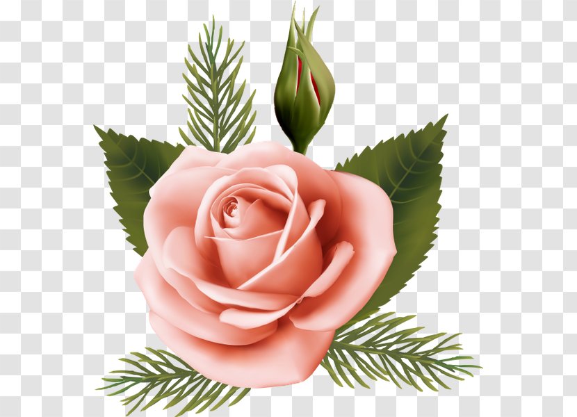 Garden Roses Cabbage Rose Pink Floral Design Cut Flowers - Studio Transparent PNG
