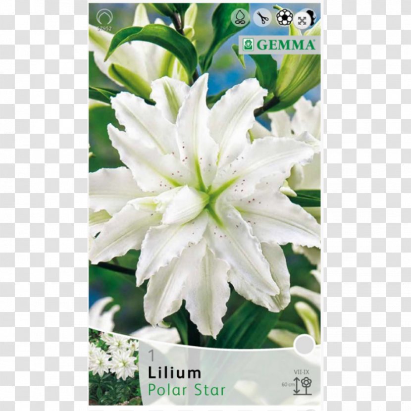 Golden-rayed Lily Bulb Plant Lilium 'Anastasia' Oriental Hybrids - Flower Transparent PNG