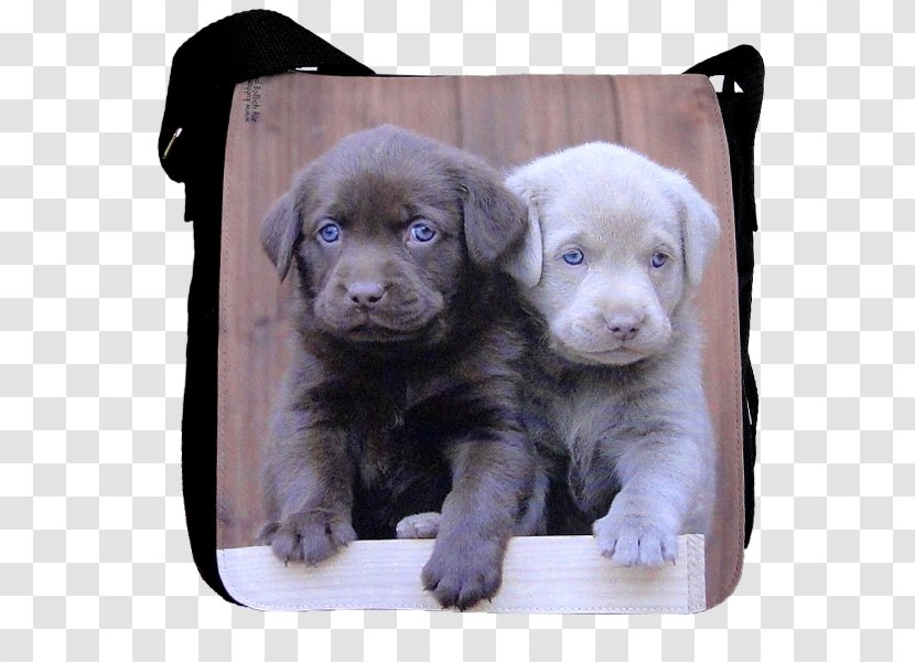 Labrador Retriever Flat-Coated Puppy Dog Breed Golden - Group Transparent PNG