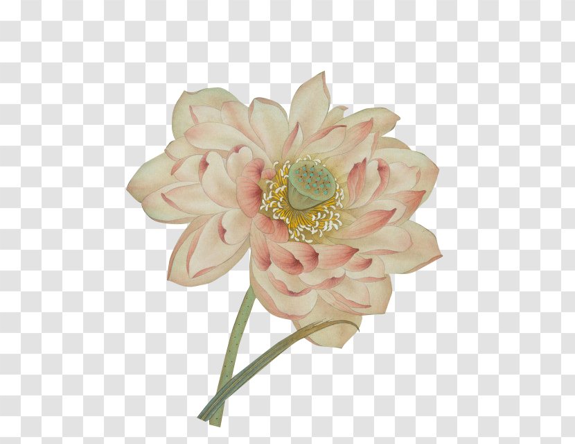 Centifolia Roses Nelumbo Nucifera Watercolor Painting - Rosa - Lotus Transparent PNG