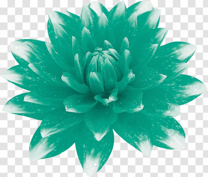 Flower Floral Design Petal Turquoise Art - Email Transparent PNG