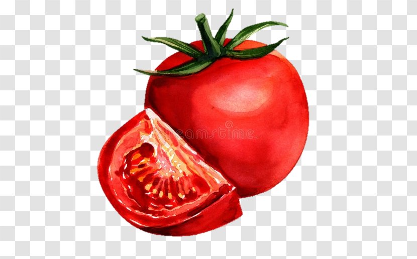 Watercolor Painting Tomato Drawing - Plum Transparent PNG