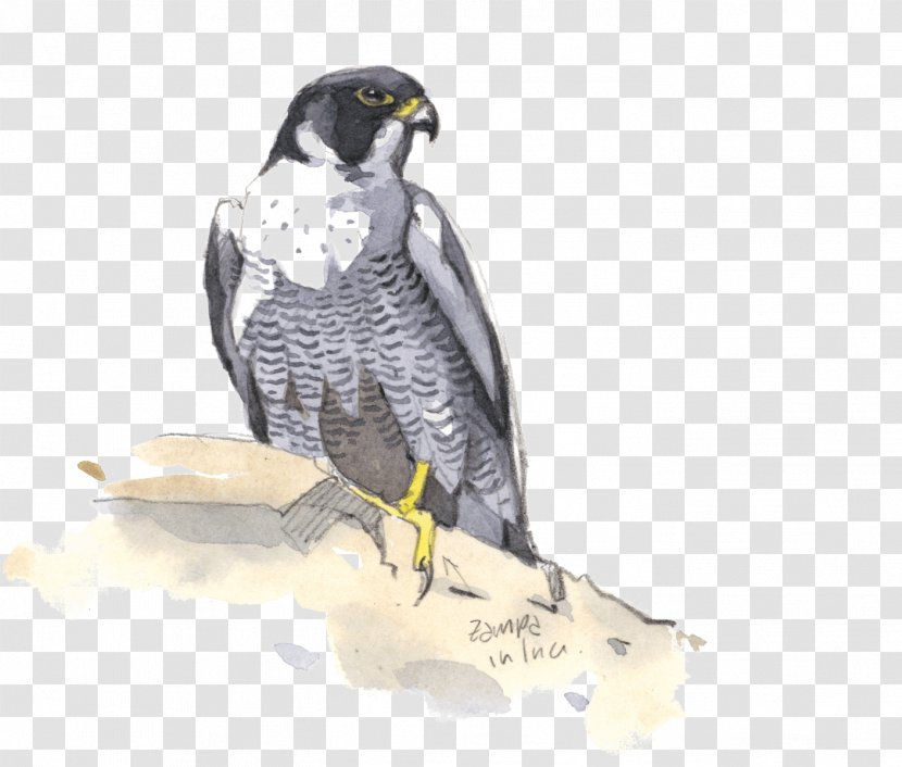 Bird Of Prey Rome Peregrine Falcon Hawk Painting - Faucon Mockup Transparent PNG