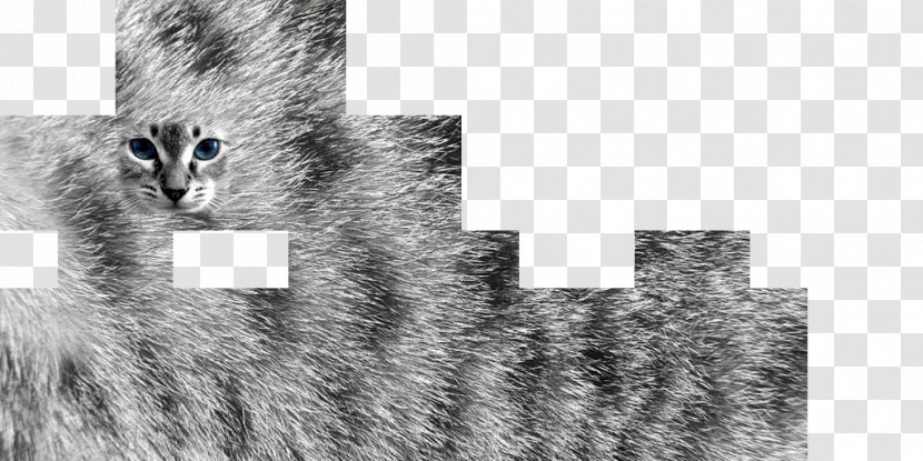 Cat Fur Texture Mapping Katzenfell - Computer Graphics - Skinhead Transparent PNG