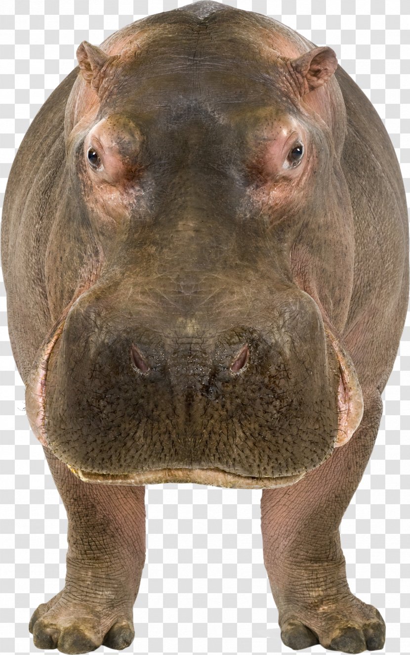 Maasai Mara Hippopotamus Stock Photography Illustration - Nose - Hippo Transparent PNG