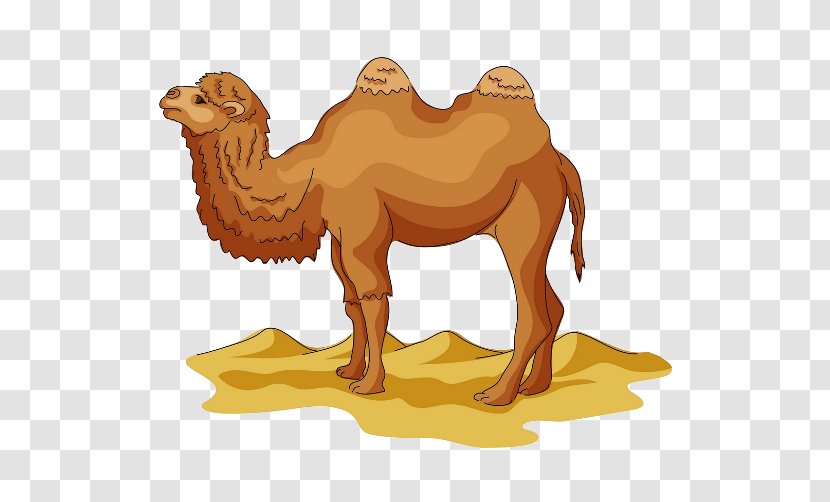 Wild Bactrian Camel Drawing Cartoon Clip Art - Mammal - Desert Yellow Transparent PNG