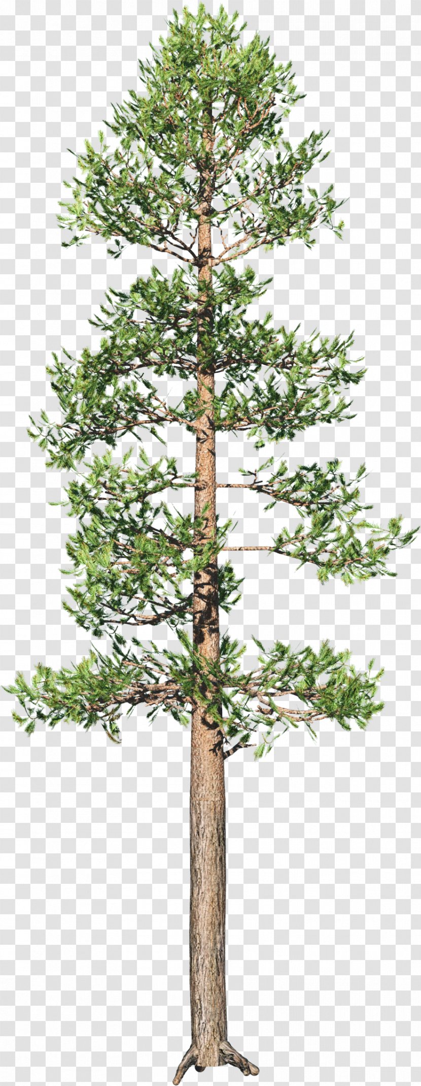 Tree Spruce Branch Conifers Plant - Wood - Pine Transparent PNG