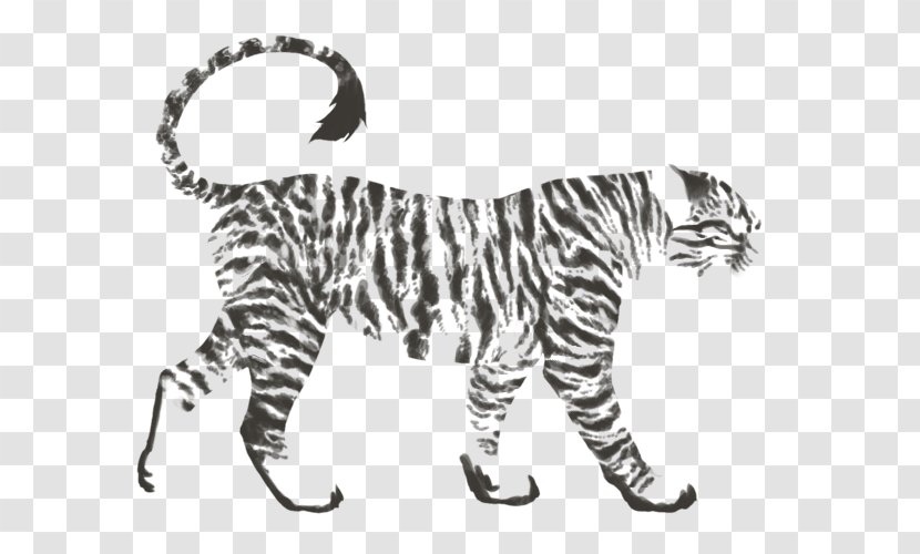 Tiger Lion Felidae Cat Cheetah - Drawing Transparent PNG