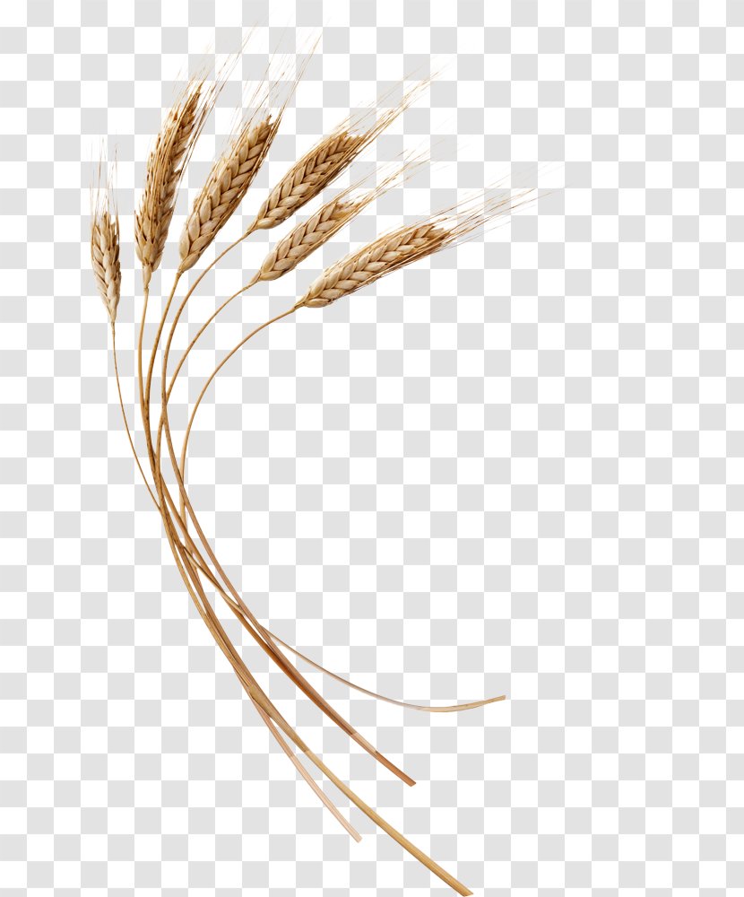 Emmer Grain Line - Food Transparent PNG