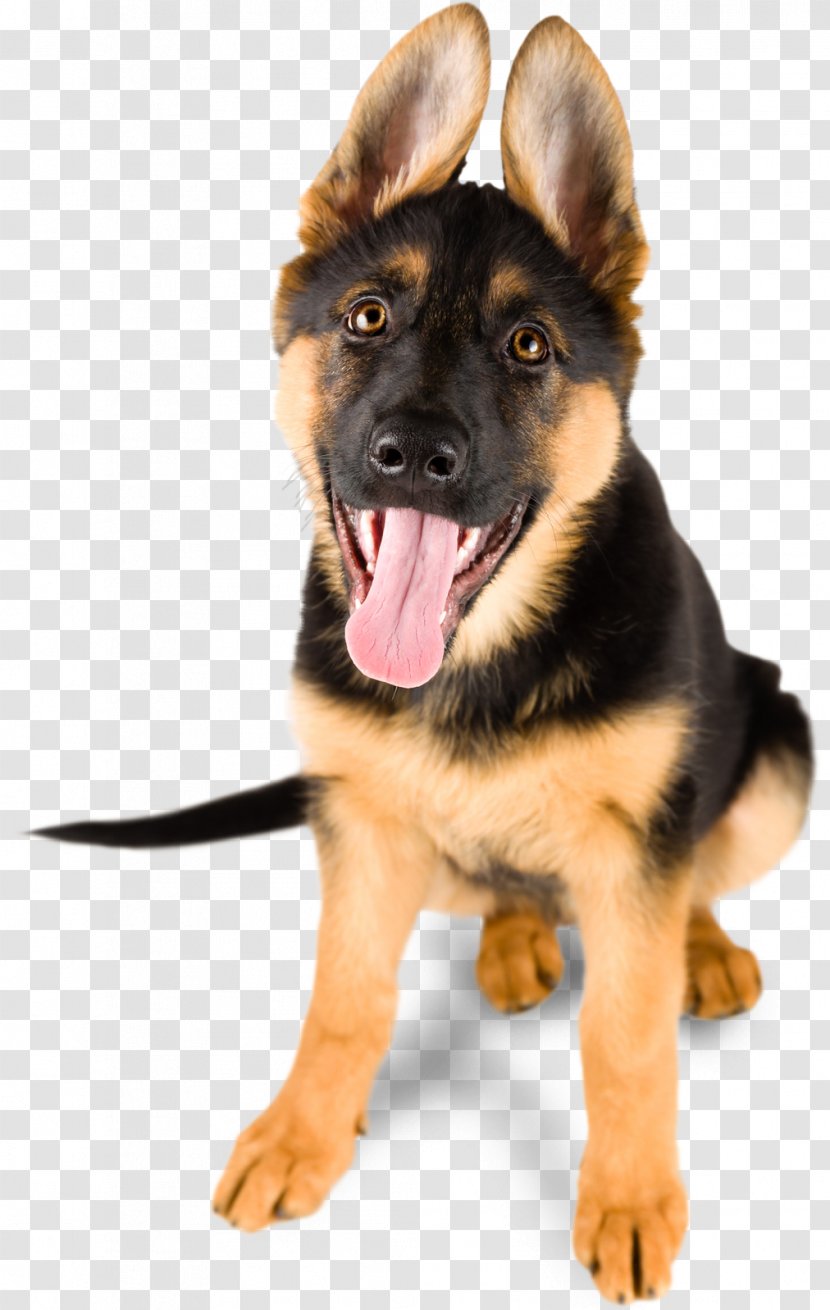 German Shepherd Puppy Stock Photography Royalty-free Cuteness - Dog Transparent PNG