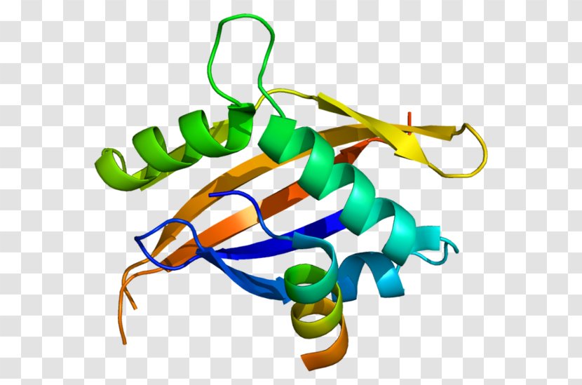Nuclear Receptor Coactivator 1 Thyroid Hormone - Several Transparent PNG