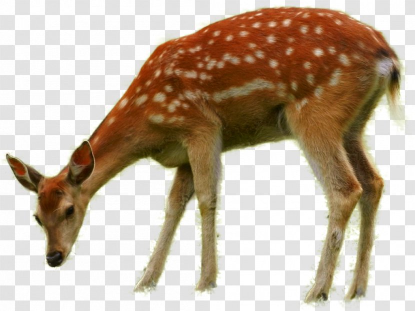 Bambi Thumper Deer Faline - Snout - Wild Animals Transparent PNG