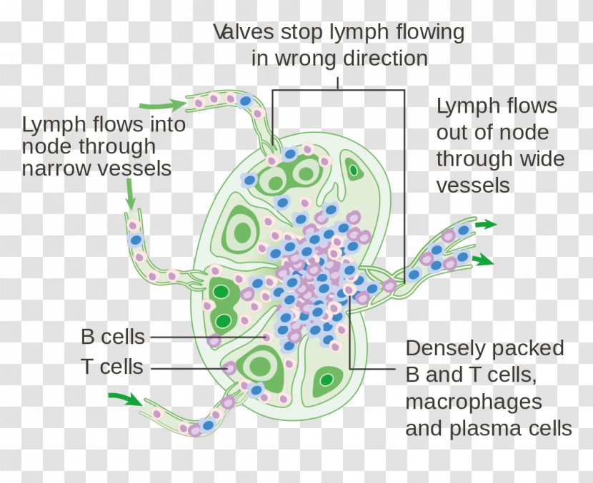 Lymph Node Lymphatic System Human Body Diagram - Watercolor - Heart Transparent PNG