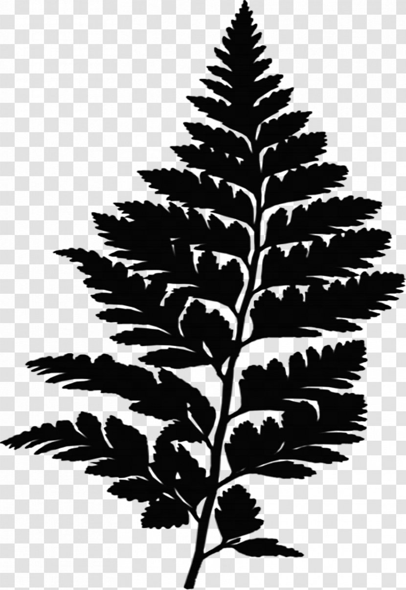 Black & White - Tree - M Spruce Design Vascular Plant Screen Printing Transparent PNG