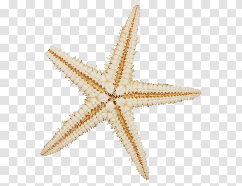Cartoon Star - Starfish - Picture Frames Transparent PNG