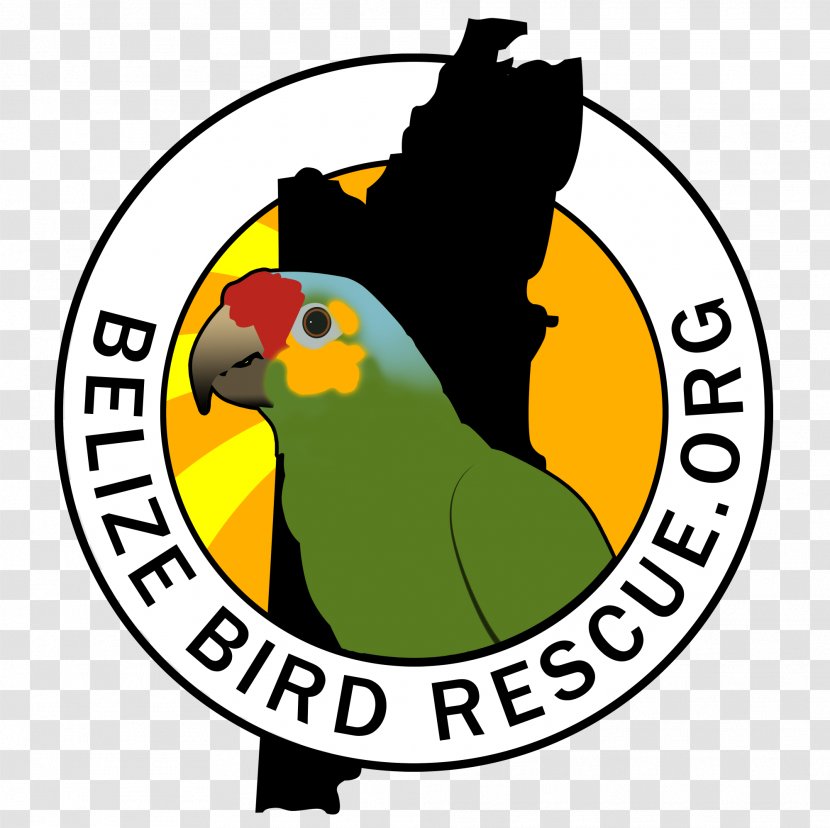 Clip Art Beak Logo Yellow Fauna - Belize Cartoon Transparent PNG