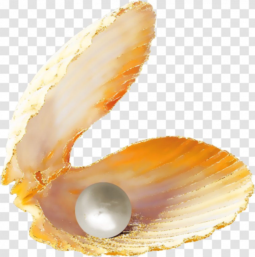 Oyster Pearl Seashell Slanted - Cockle - Beautiful Orange Scallops Transparent PNG