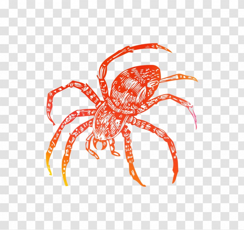 Crab Decapods Insect Clip Art Line - Organism - Animal Figure Transparent PNG