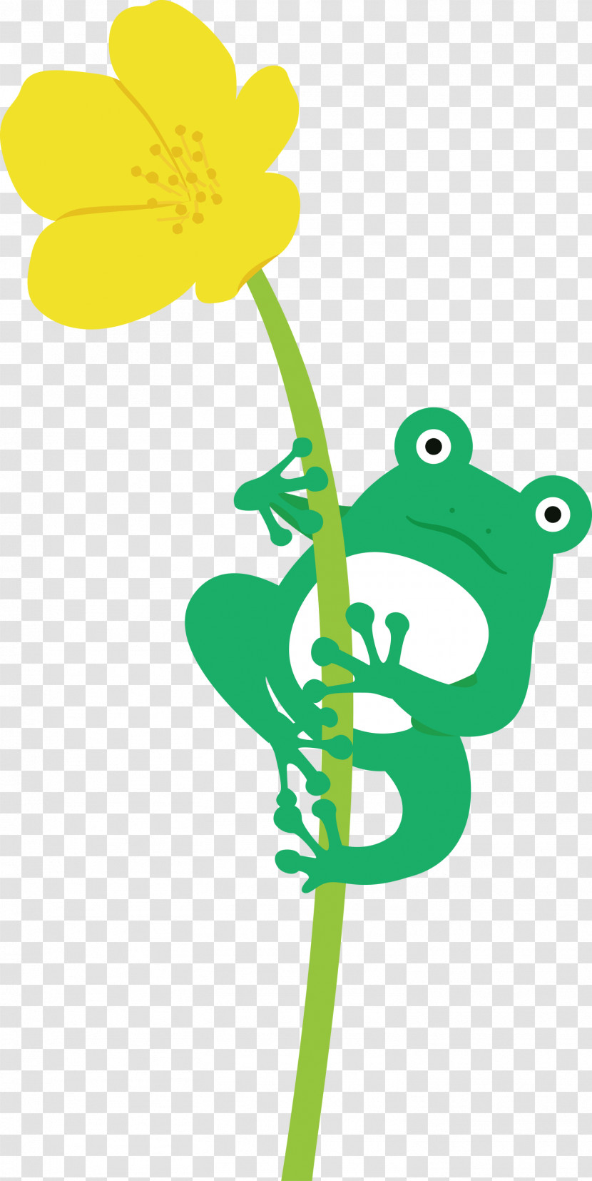 Flower Frogs Plant Stem Tree Frog Meter Transparent PNG