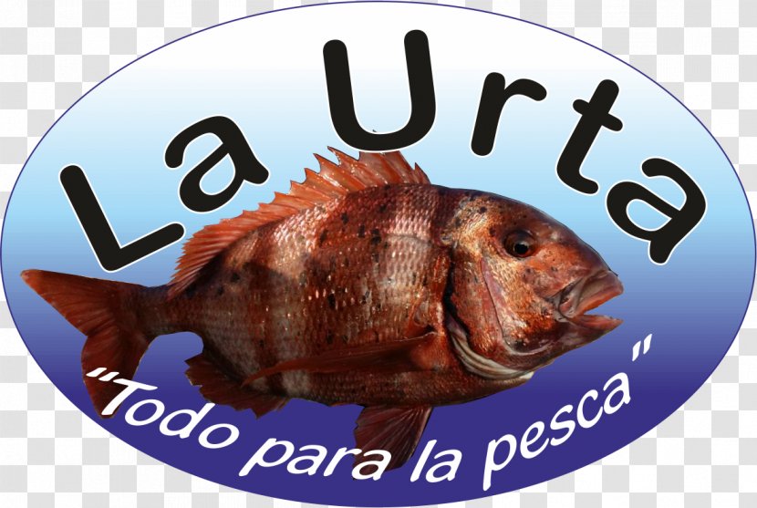 Fauna Fish Products - Bluegill Transparent PNG