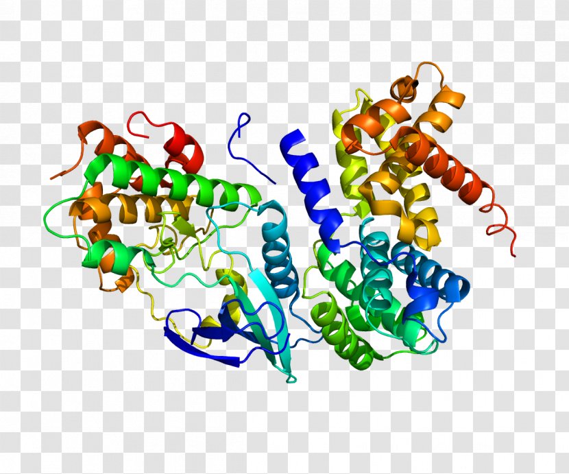 Cyclin D1 Cyclin-dependent Kinase Cell Cycle - Phosphorylation - Protein Transparent PNG