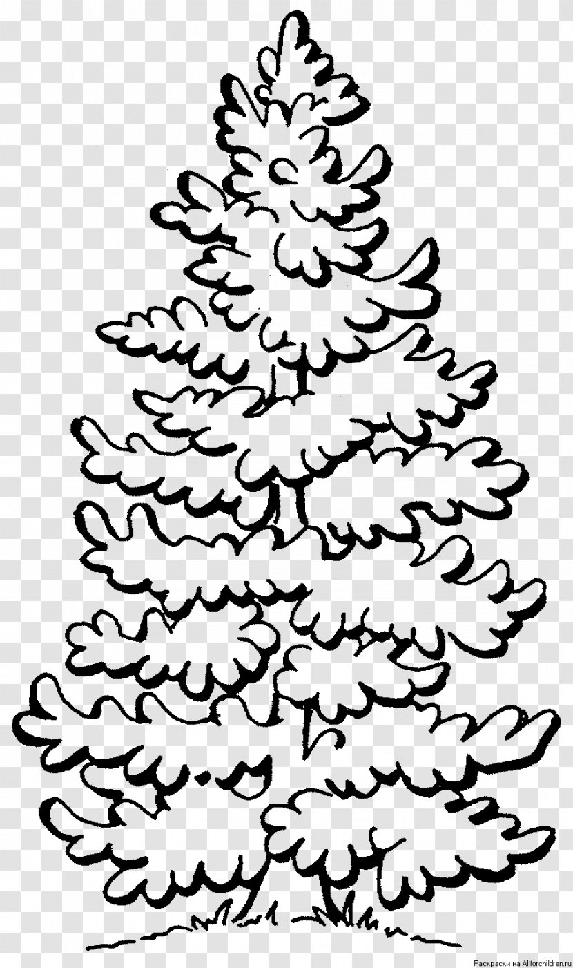 Coloring Book Tree Fir Clip Art - Spruce - Pine Cone Transparent PNG
