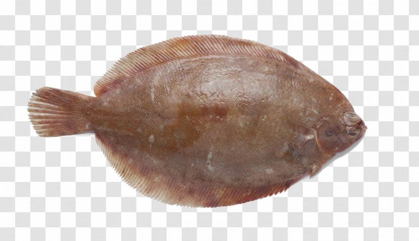 Lemon Sole Common Dab Fish Norway - Flounder - Species Transparent PNG