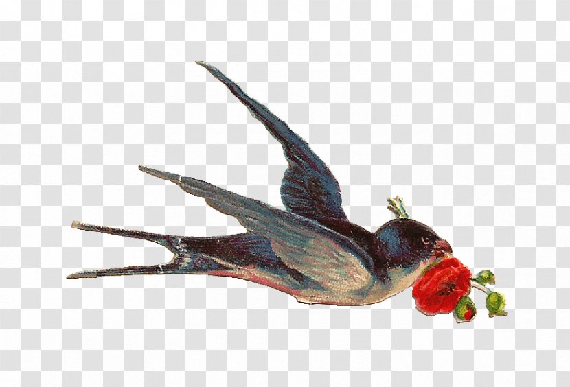Bird Swallow Clip Art - Fauna - Watercolor Animals Transparent PNG