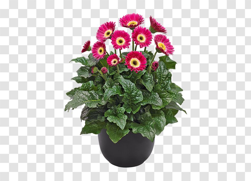 Flowerpot Plants Perennial Plant Garden Chrysanthemum - Houseplant Transparent PNG