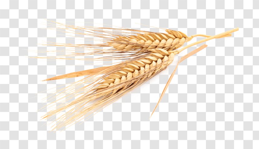 Emmer Cereal Common Wheat Rye Whole Grain - Royaltyfree - Flour Transparent PNG