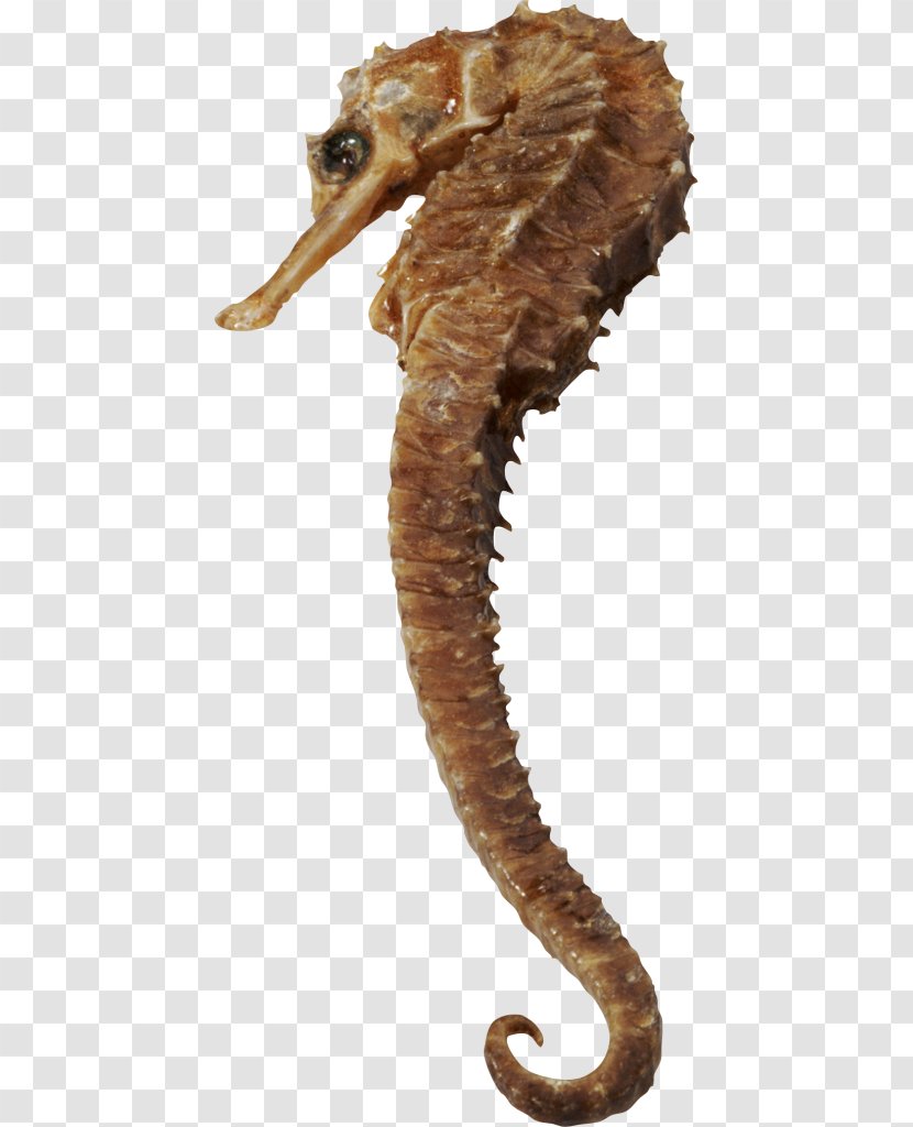 Short-snouted Seahorse Clip Art - Organism - Terrestrial Animal Transparent PNG