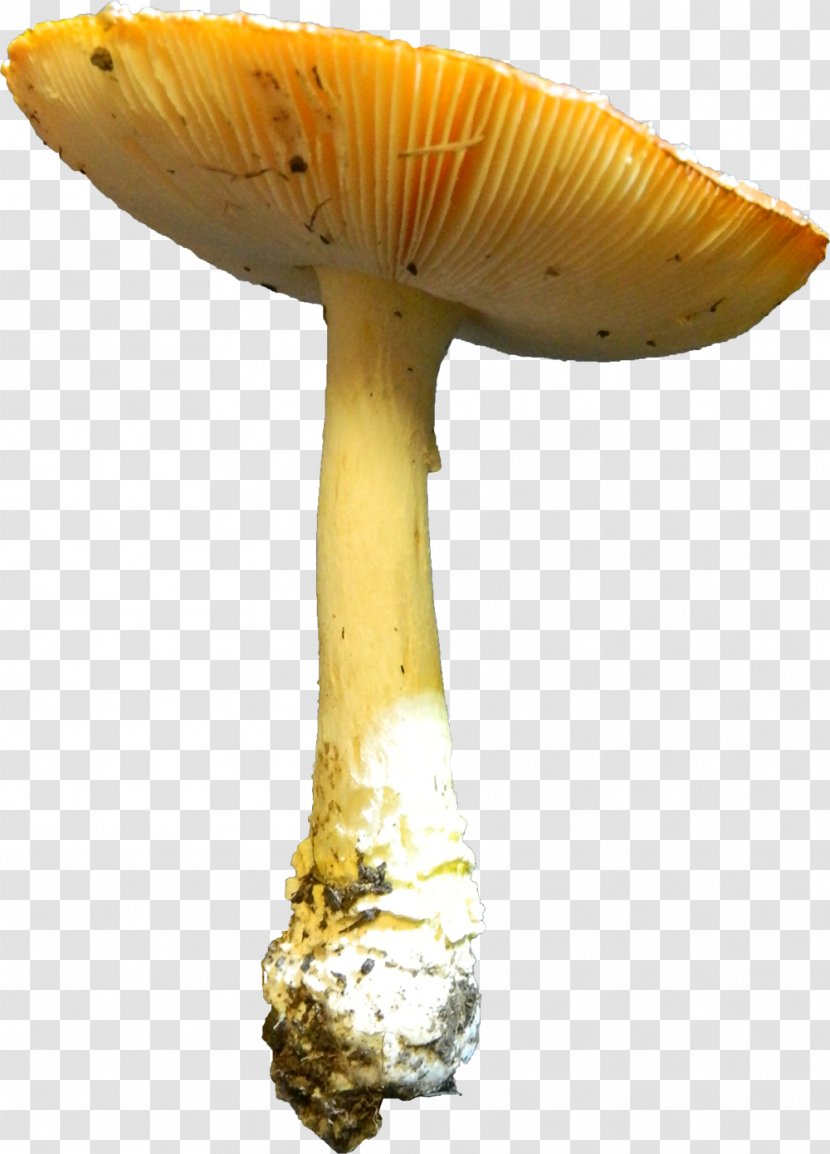 Edible Mushroom Photography DeviantArt Medicinal Fungi - Summer Transparent PNG