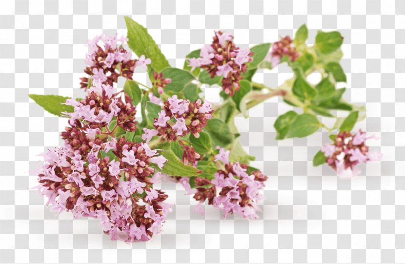 Herb Oregano Valerian Medicinal Plants - Oreganos - Plant Transparent PNG