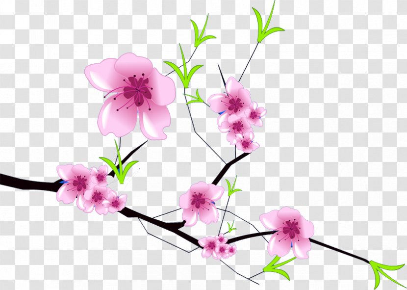 Plum Blossom - Twig - Flower Transparent PNG