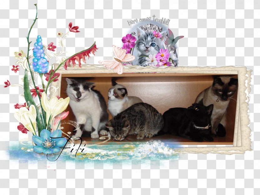 Kitten Whiskers Cat Picture Frames Fauna Transparent PNG