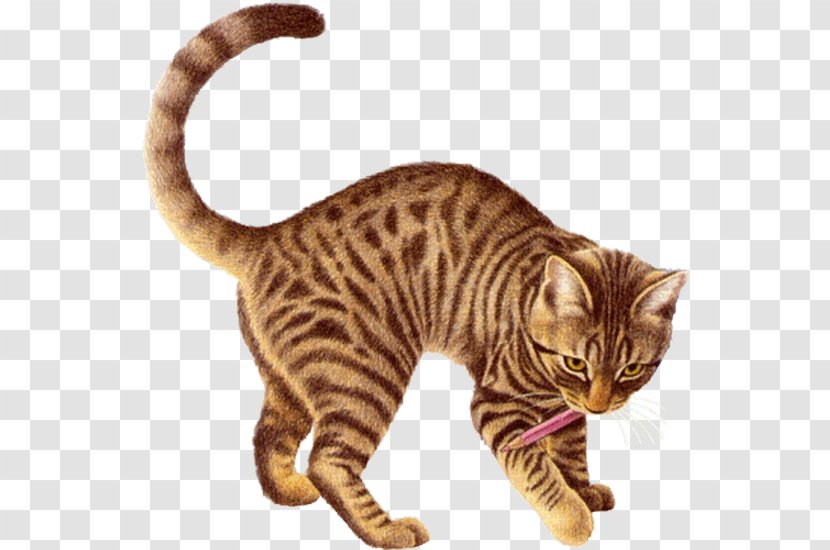 Animated Film Name Giphy - Flying Cat Transparent PNG