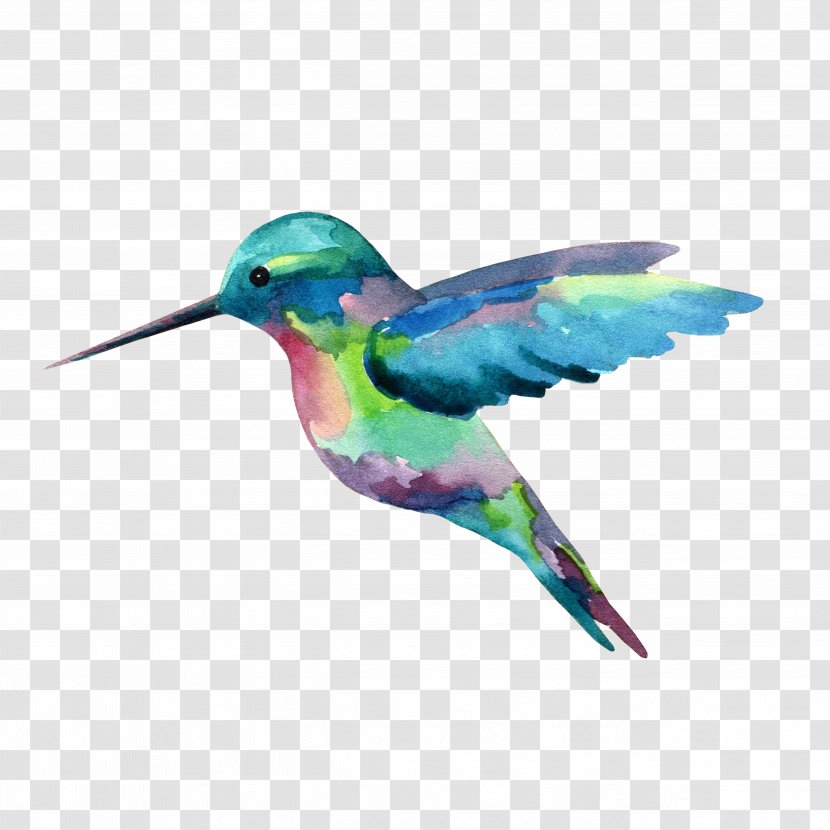 Hummingbird Watercolor Painting - Beak Transparent PNG