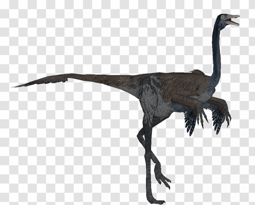 Velociraptor Bird Beak Ratite Feather - Crane Like Transparent PNG