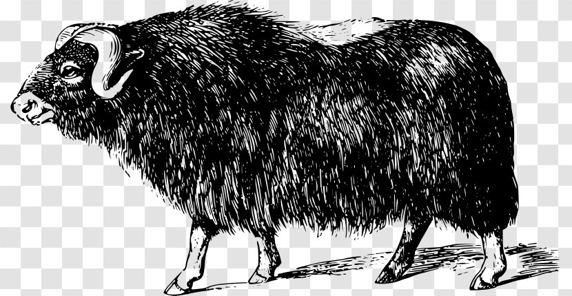Domestic Yak Muskox Arctic Fox Hare - Black And White Transparent PNG