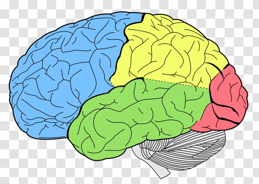 Human Brain Anatomy Neuroscience Lobes Of The - Watercolor - Colored Transparent PNG
