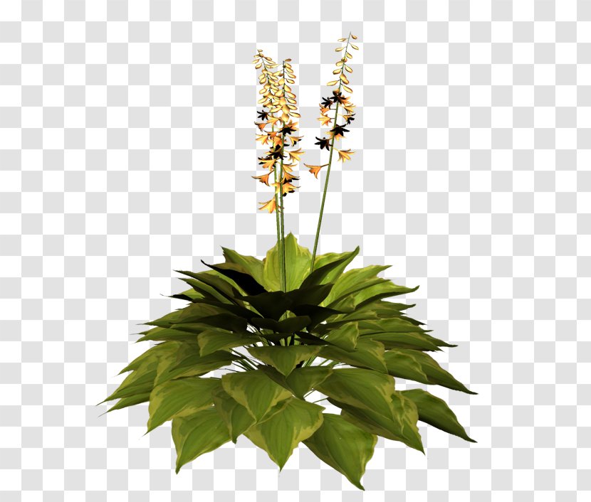 Cut Flowers Flowerpot Herb Flowering Plant - Flower Transparent PNG