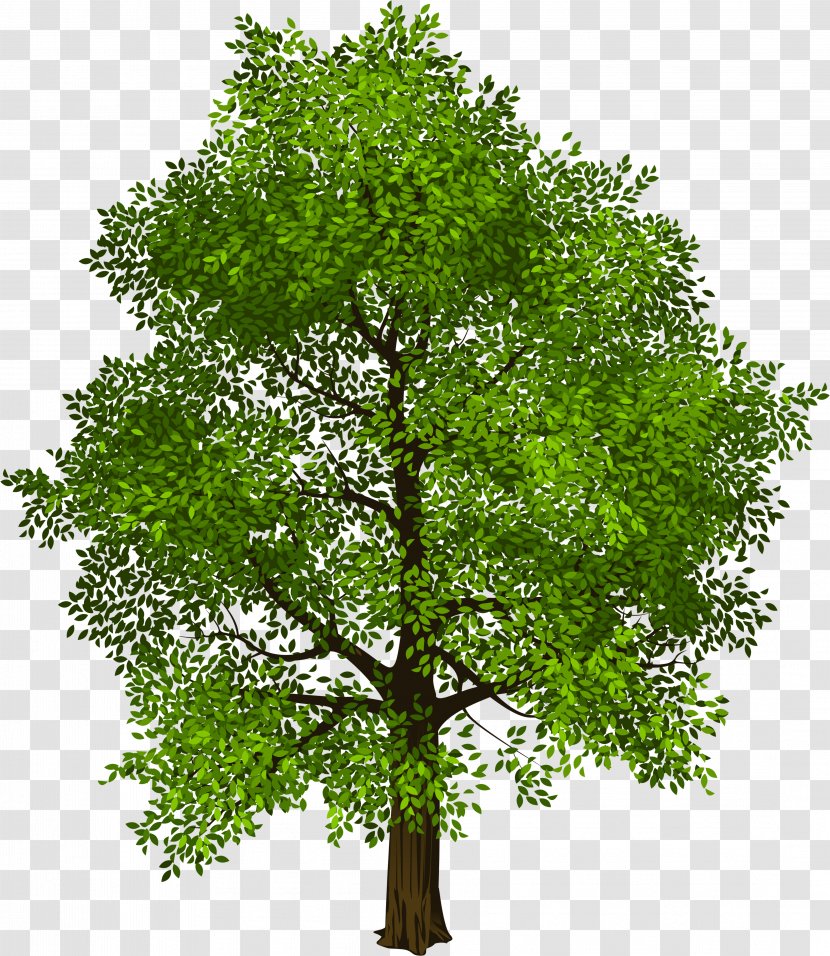 Vector Graphics Tree Clip Art Design - Broadleaved - Small Trees Transparent Transparent PNG