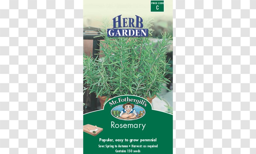 Rosemary Herb Coriander Seed Thyme - Spice - Garden Transparent PNG