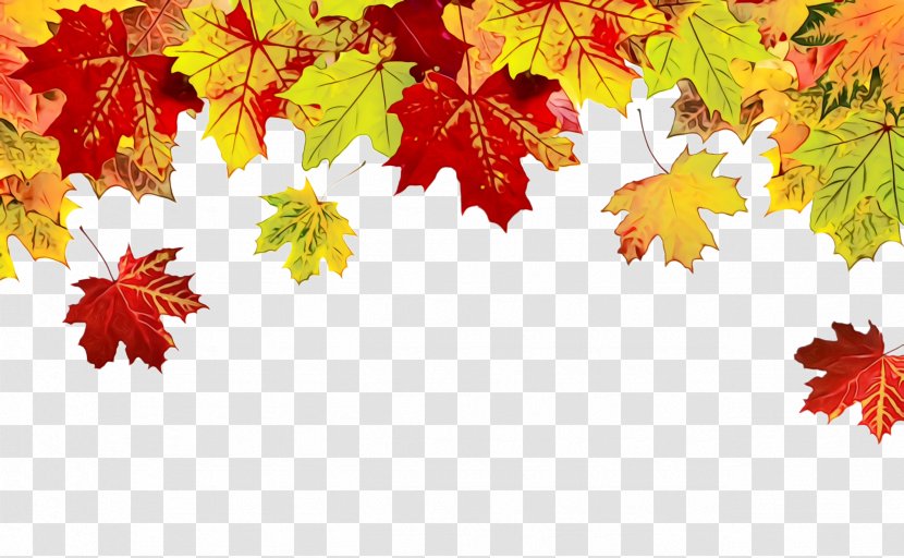 Maple Leaf - Yellow - Deciduous Autumn Transparent PNG