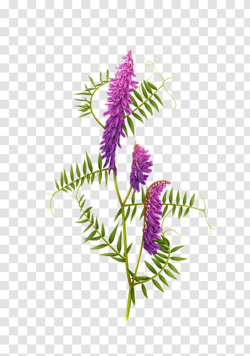 Chelsea Flower Show Floral Design Plant Illustration - Stem - Purple Squid Transparent PNG