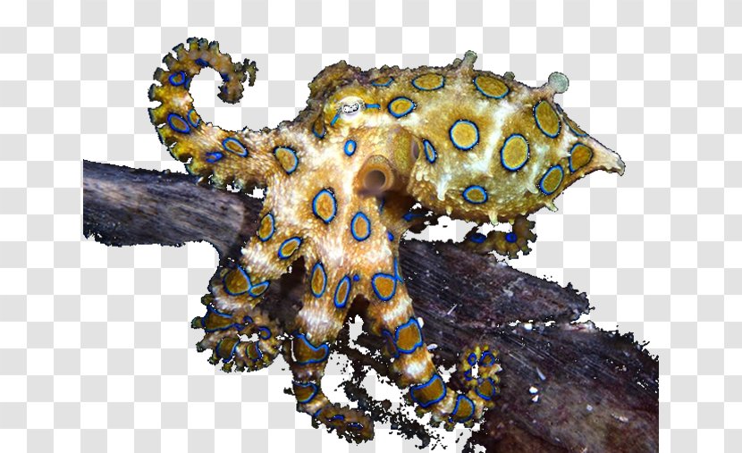 Southern Blue-ringed Octopus Blue Glaucus Cephalopod Ocean - Terrestrial Animal - Marine Invertebrates Transparent PNG